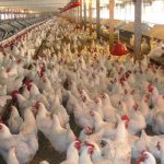 أتلاف قرابة 5000 دجاجة مصابة بوباء أنفلونزا الطيور في ديالى
