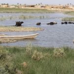 الزراعة النيابية تطالب بخطوات سريعة لانعاش الاهوار قبل تلوثها وجفافها