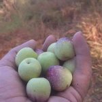 الانبار تصنف المناطق الغربية بأنها الاكثر ازدهارا في زراعة الزيتون