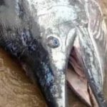 سمكة نادرة تعود لـ100 عام أصطادها رجل أمريكي بالصدفة