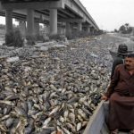 نفوق الأسماك يهدد الثروة الحيوانية.. كوارث بيئية وآثار اقتصادية “موجعة”