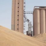 التجارة: آليات جديدة لبدء العمل التجاري في استيراد الحنطة